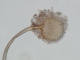 Image of Aspergillus aculeatus
