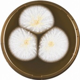 Image of Aspergillus affinis