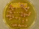 Image of Aspergillus alabamensis