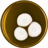 Image of Aspergillus allahabadii