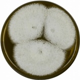Aspergillus alliaceus image