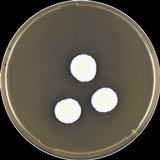 Image of Aspergillus ambiguus
