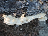 Trametes lactinea image