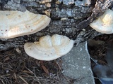 Trametes lactinea image