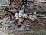 Mycena aprilis image