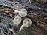 Mycena aprilis image