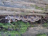 Mycena aprilis image