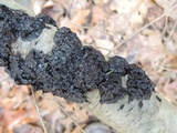 Exidia nigricans image