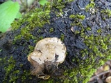 Polyporus leptocephalus image