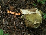 Russula graveolens image