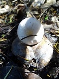 Inocybe ionocephala image