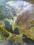Phellinus gilvus image