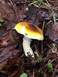 Floccularia albolanaripes image