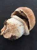 Agaricus urinascens image