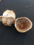 Agaricus urinascens image