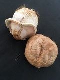 Agaricus urinascens image