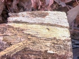 Repetobasidium macrosporum image