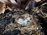 Protomerulius caryae image