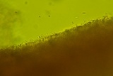 Protomerulius caryae image