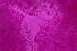 Protomerulius caryae image