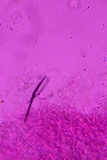 Protomerulius caryae image