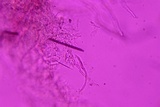 Protomerulius caryae image