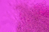Protomerulius caryae image
