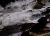 Trechispora regularis image