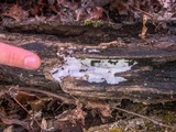 Trechispora regularis image