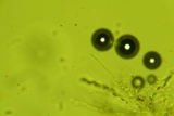 Trechispora regularis image