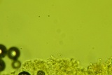 Trechispora regularis image