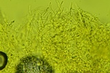 Trechispora regularis image