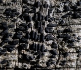 Anteaglonium parvulum image