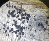 Anteaglonium parvulum image