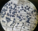 Anteaglonium parvulum image