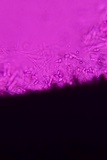 Anteaglonium parvulum image