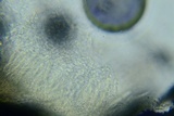 Anteaglonium parvulum image