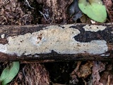 Dacryobolus sudans image
