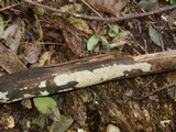 Dacryobolus sudans image