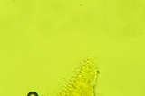 Dacryobolus sudans image
