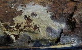 Amphinema byssoides image