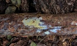 Amphinema byssoides image