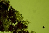 Amphinema byssoides image