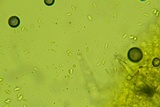 Peniophorella pubera image