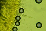 Peniophorella pubera image