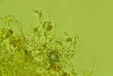 Peniophorella pubera image