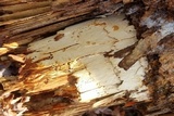 Baltazaria galactina image