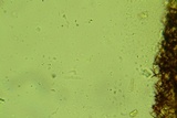 Baltazaria galactina image