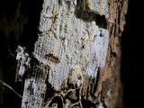 Sistotremastrum suecicum image