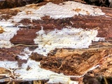 Sistotremastrum suecicum image